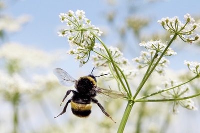 Hummel im Kümmelfeld