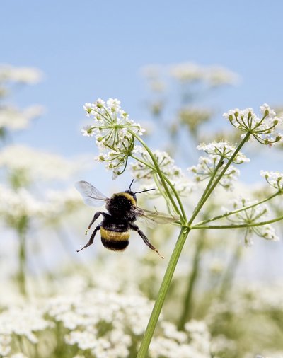 Hummel im Kümmelfeld