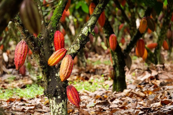 Kakaobaum in Peru