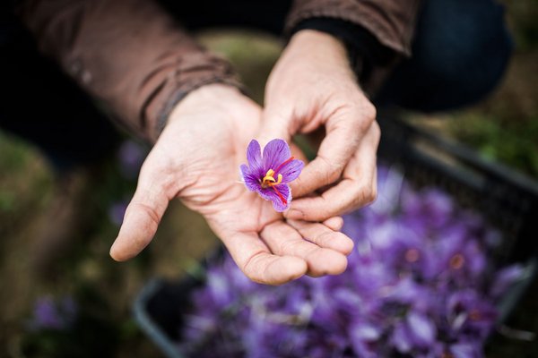 Einzelne Safran-Blüte in der Hand