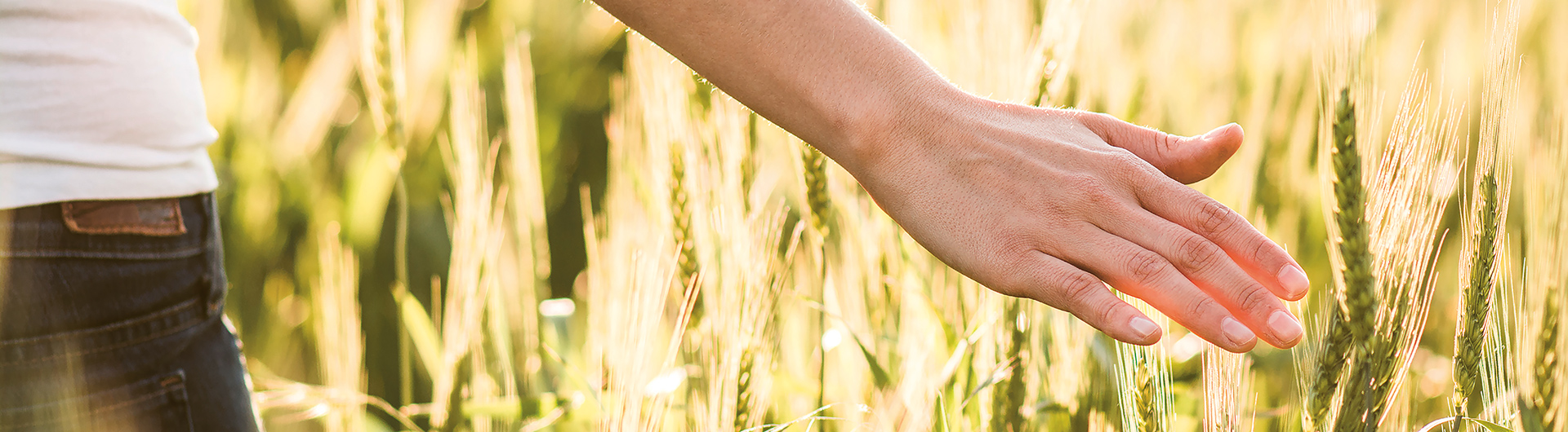 100 Prozent Getreide aus Österreich, die Hand streicht über das Feld